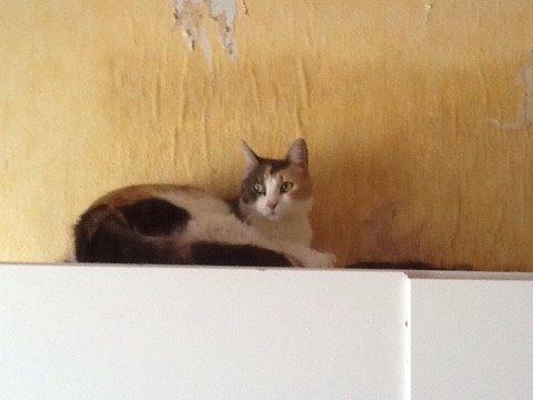 Huskat Danni billede 5