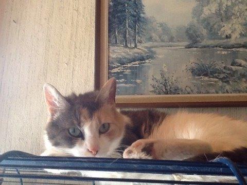 Huskat Danni billede 6