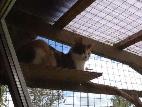 Huskat Danni billede 7