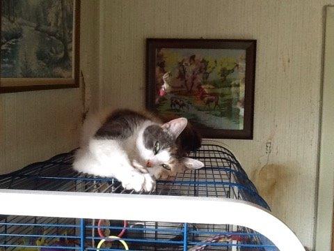 Huskat Danni billede 8