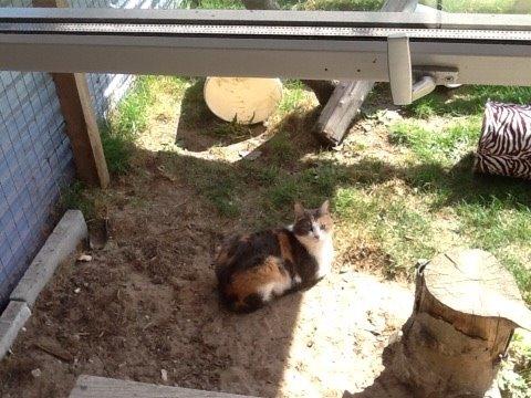 Huskat Danni billede 9