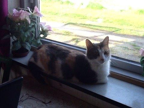 Huskat Danni billede 10