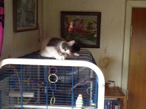 Huskat Danni billede 11