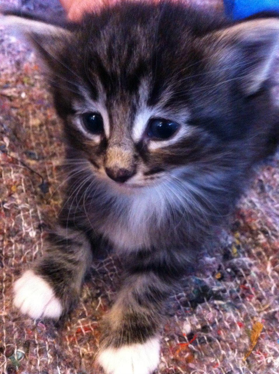 Norsk Skovkat Kirstila-Tahia`s Bibi billede 8