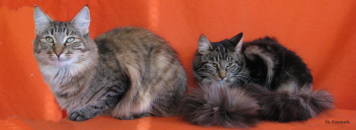 Norsk Skovkat Kirstila-Tahia`s Bibi billede 22