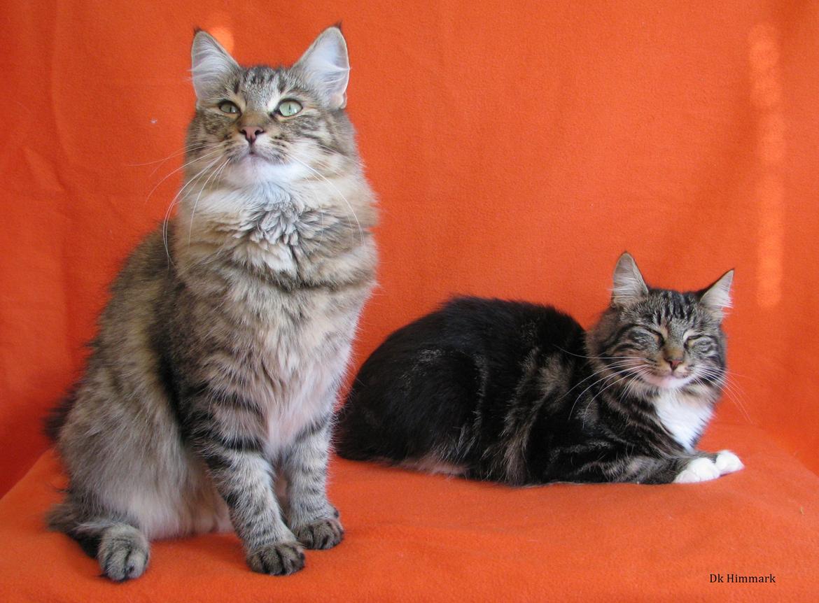 Norsk Skovkat Kirstila-Tahia`s Bibi billede 23