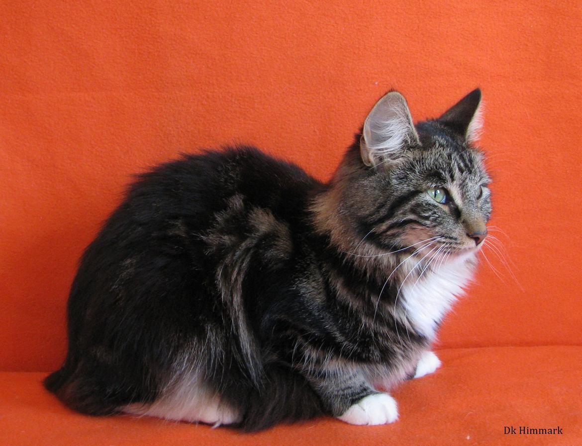 Norsk Skovkat Kirstila-Tahia`s Bibi billede 24