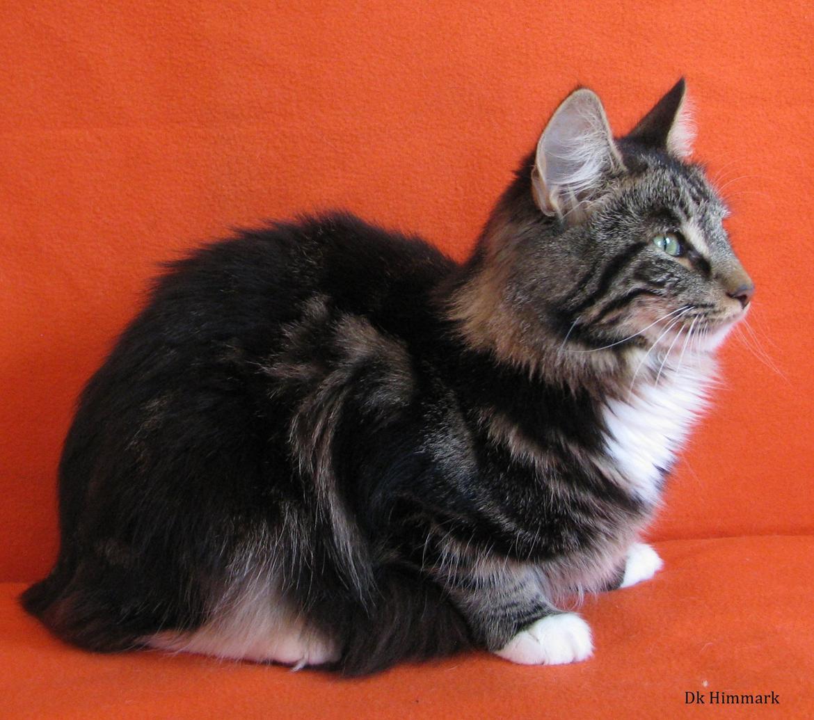 Norsk Skovkat Kirstila-Tahia`s Bibi billede 27