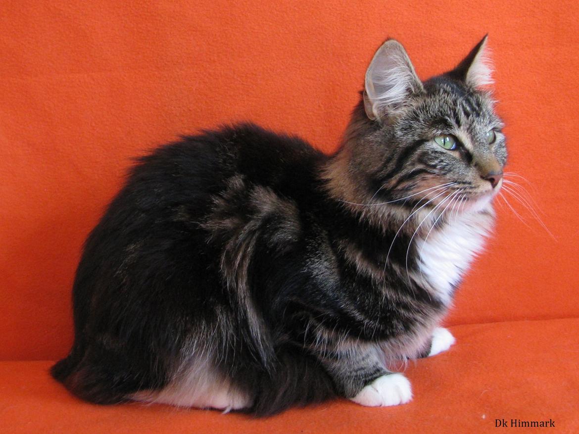 Norsk Skovkat Kirstila-Tahia`s Bibi billede 28