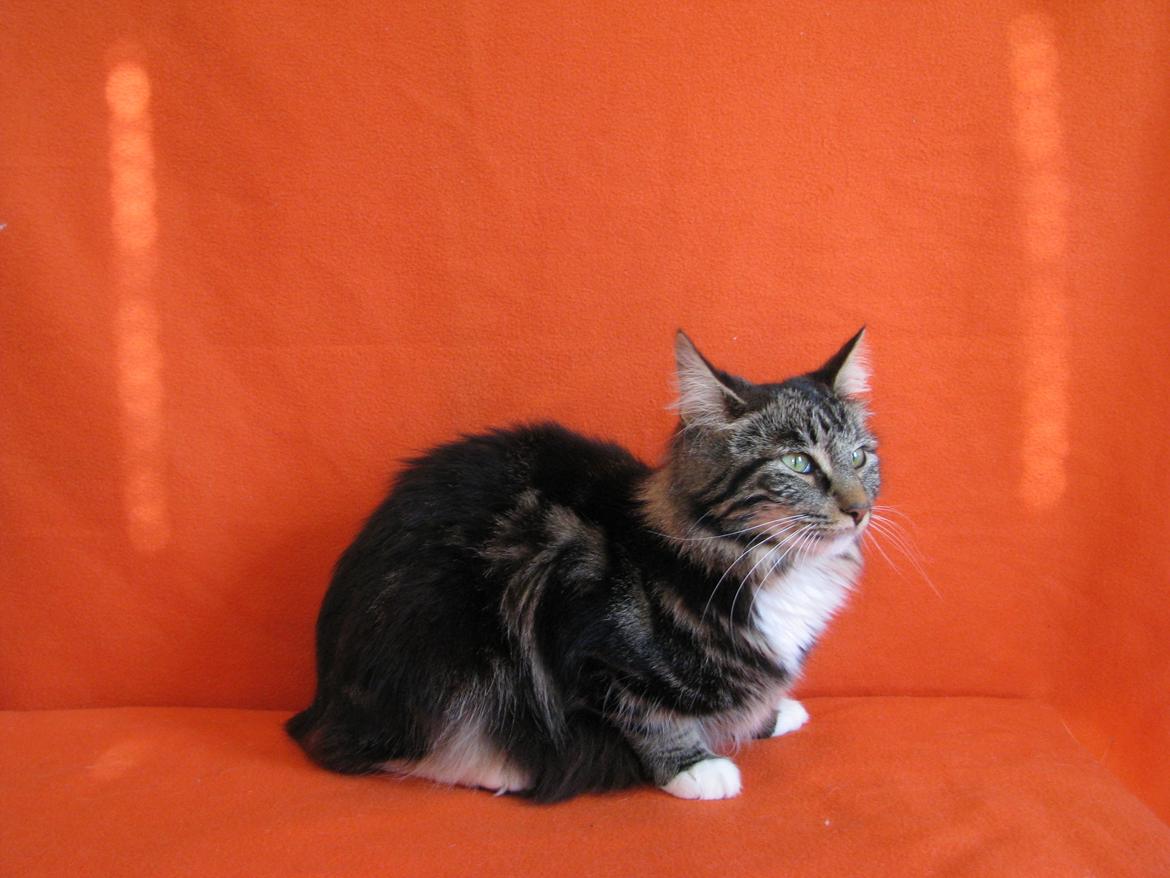 Norsk Skovkat Kirstila-Tahia`s Bibi billede 29