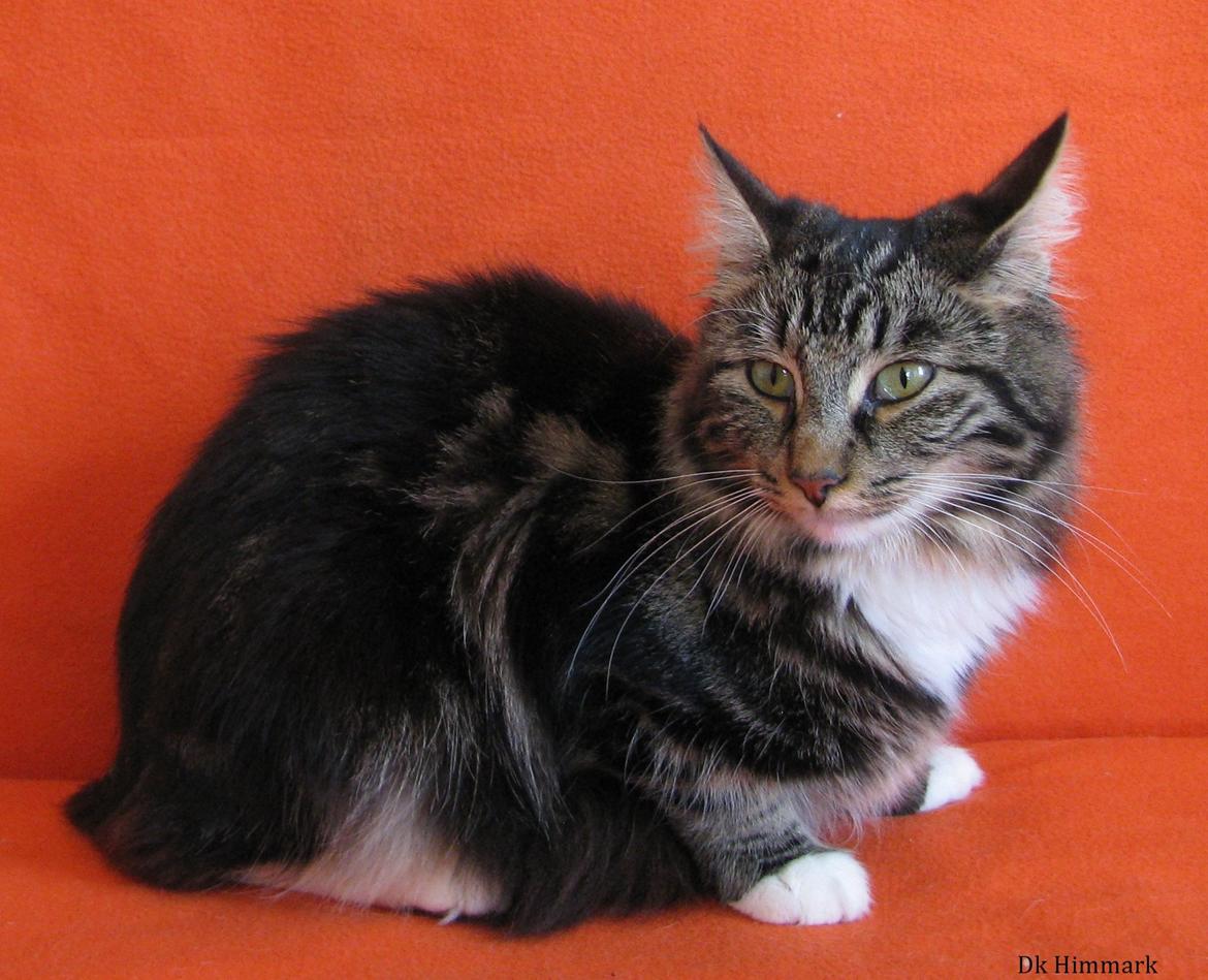 Norsk Skovkat Kirstila-Tahia`s Bibi billede 30