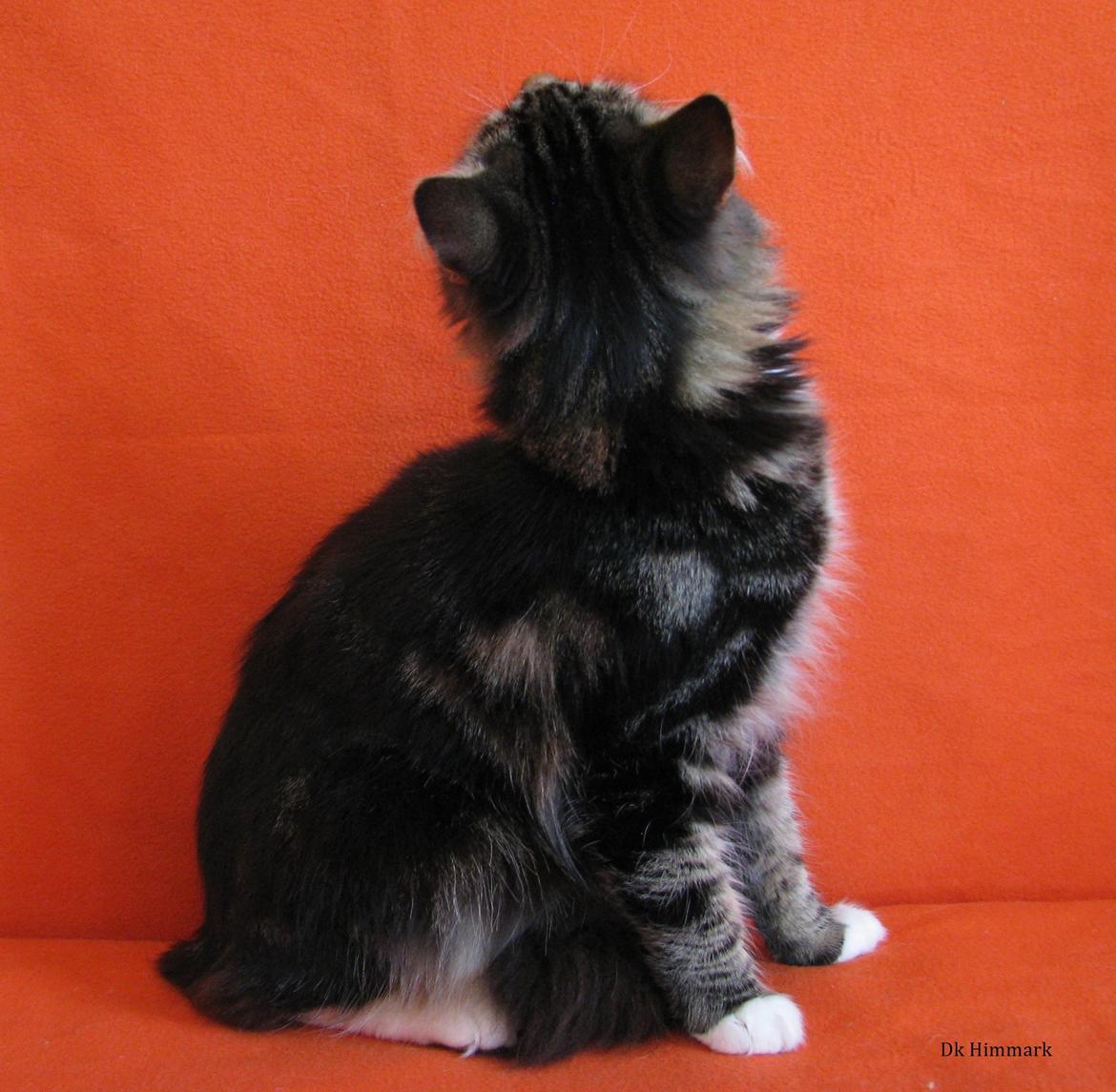 Norsk Skovkat Kirstila-Tahia`s Bibi billede 31