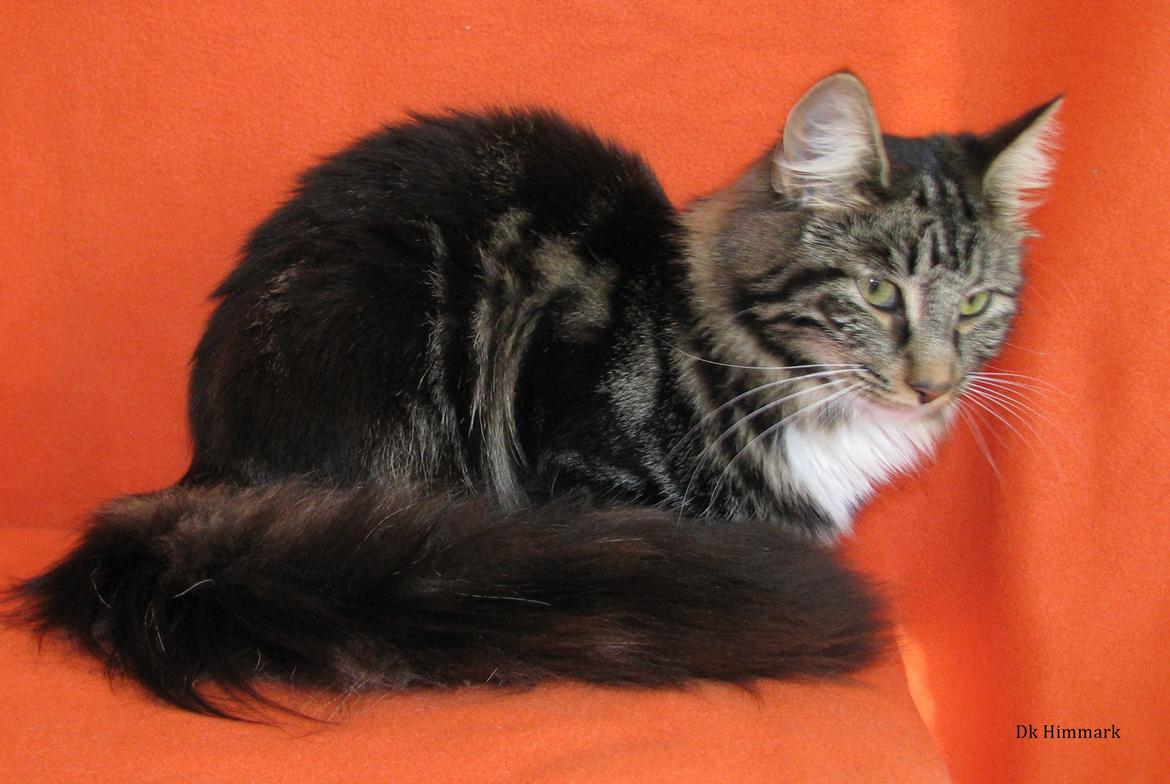 Norsk Skovkat Kirstila-Tahia`s Bibi billede 33