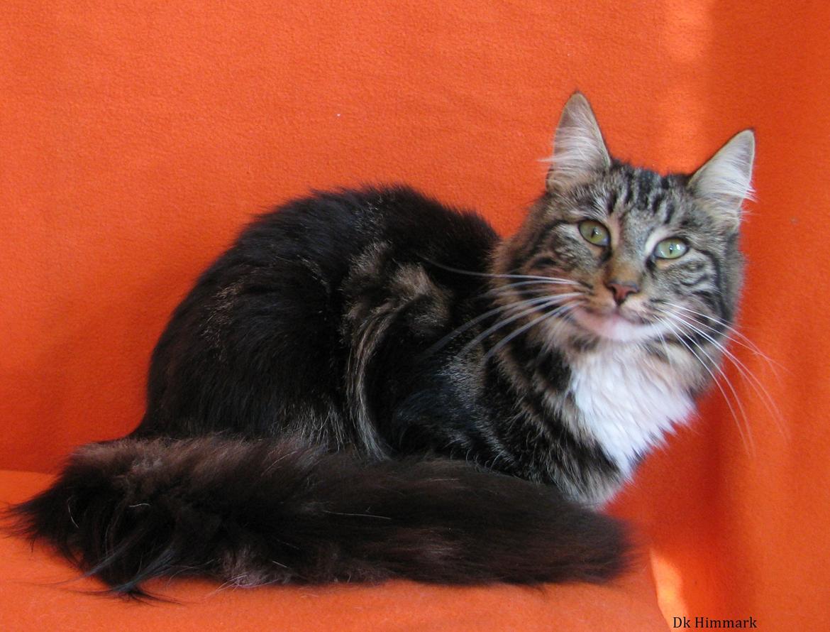 Norsk Skovkat Kirstila-Tahia`s Bibi billede 34