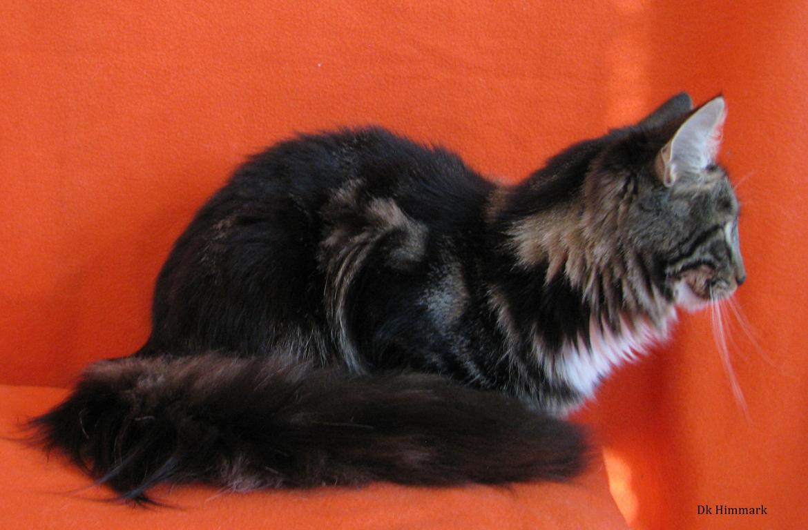 Norsk Skovkat Kirstila-Tahia`s Bibi billede 35