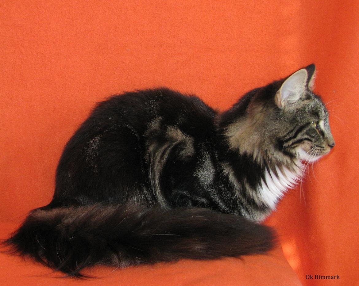 Norsk Skovkat Kirstila-Tahia`s Bibi billede 36