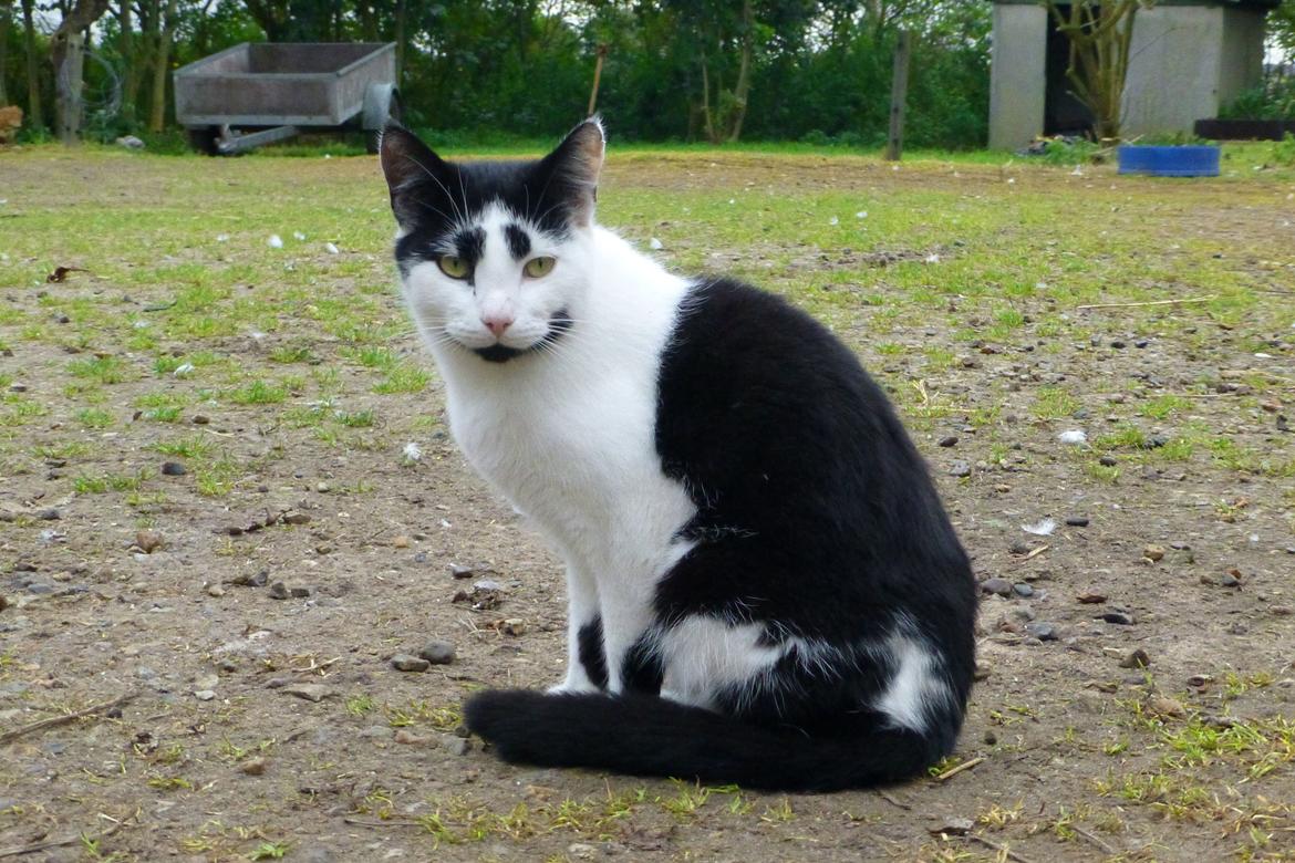 Huskat Thomas billede 2