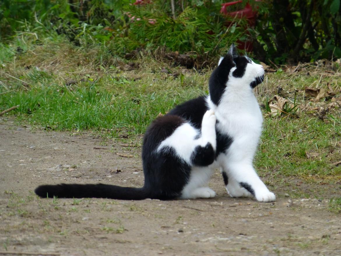 Huskat Thomas billede 3