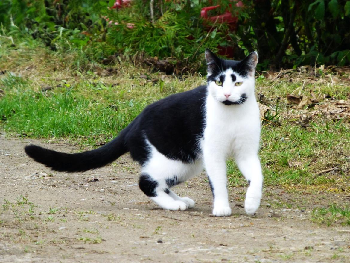 Huskat Thomas billede 4