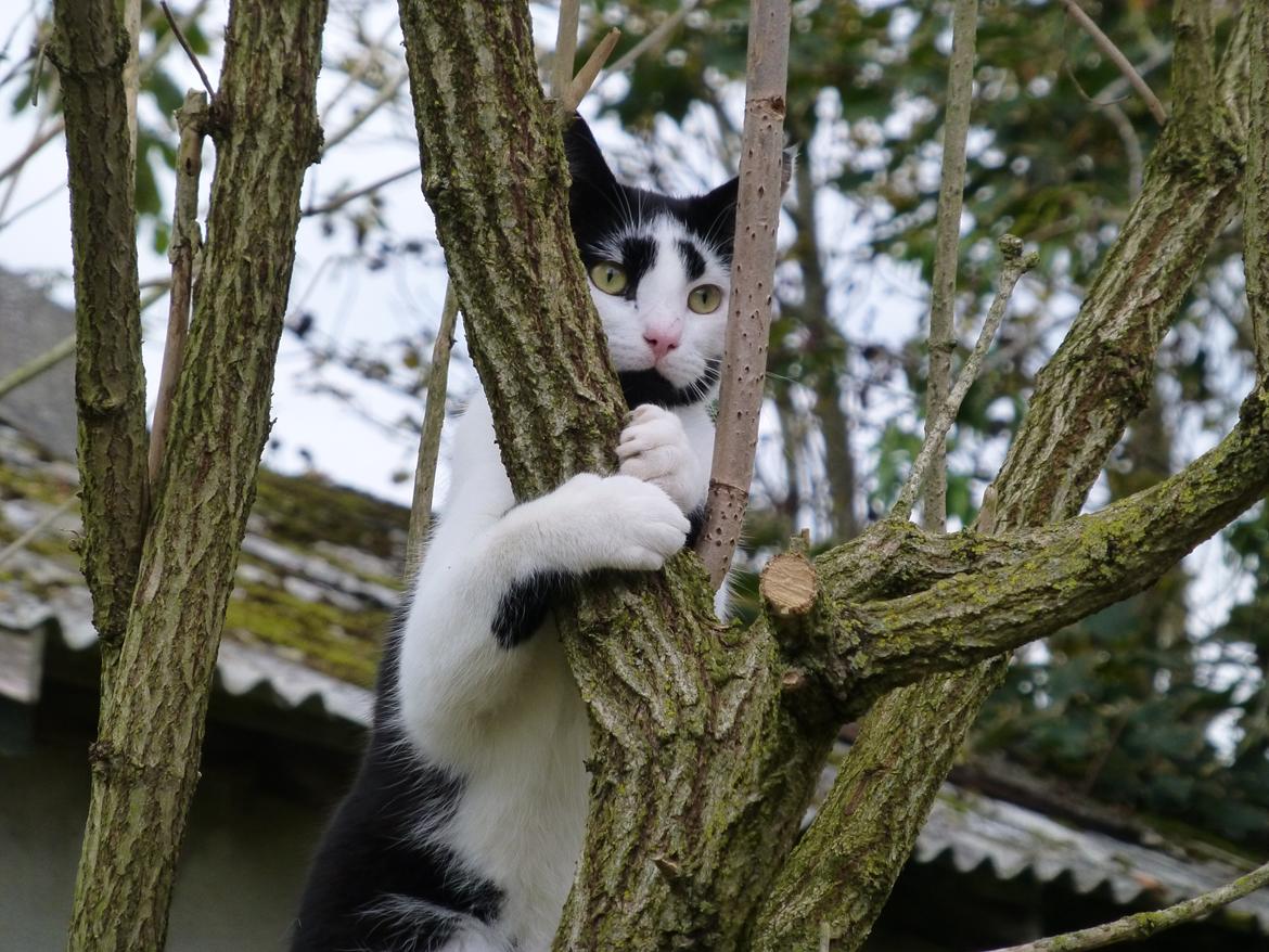 Huskat Thomas billede 5