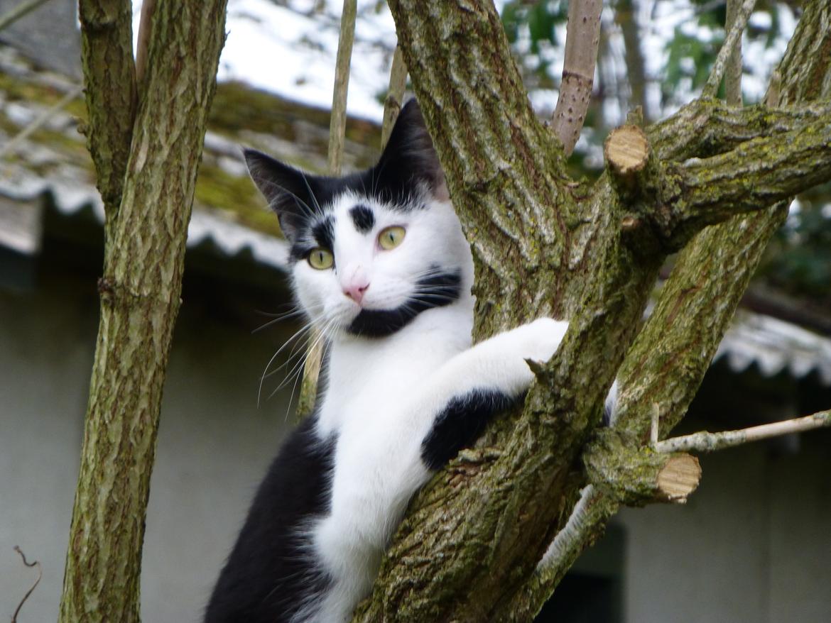 Huskat Thomas billede 6