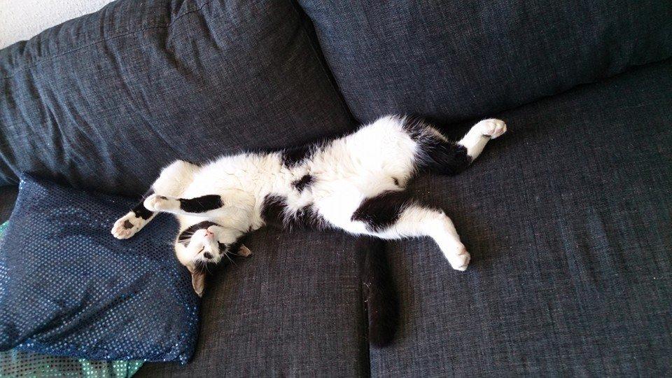 Huskat Thomas billede 7