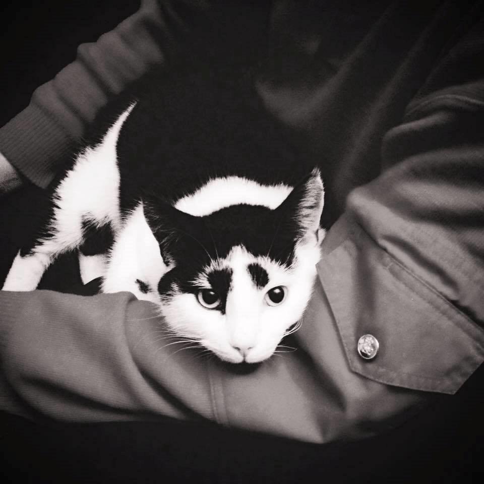 Huskat Thomas billede 8