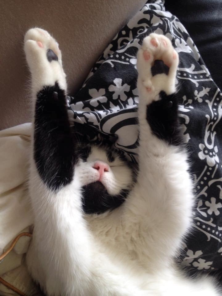 Huskat Thomas billede 11