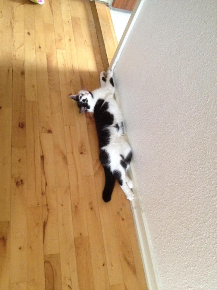 Huskat Thomas billede 12