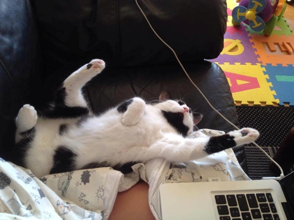 Huskat Thomas billede 13