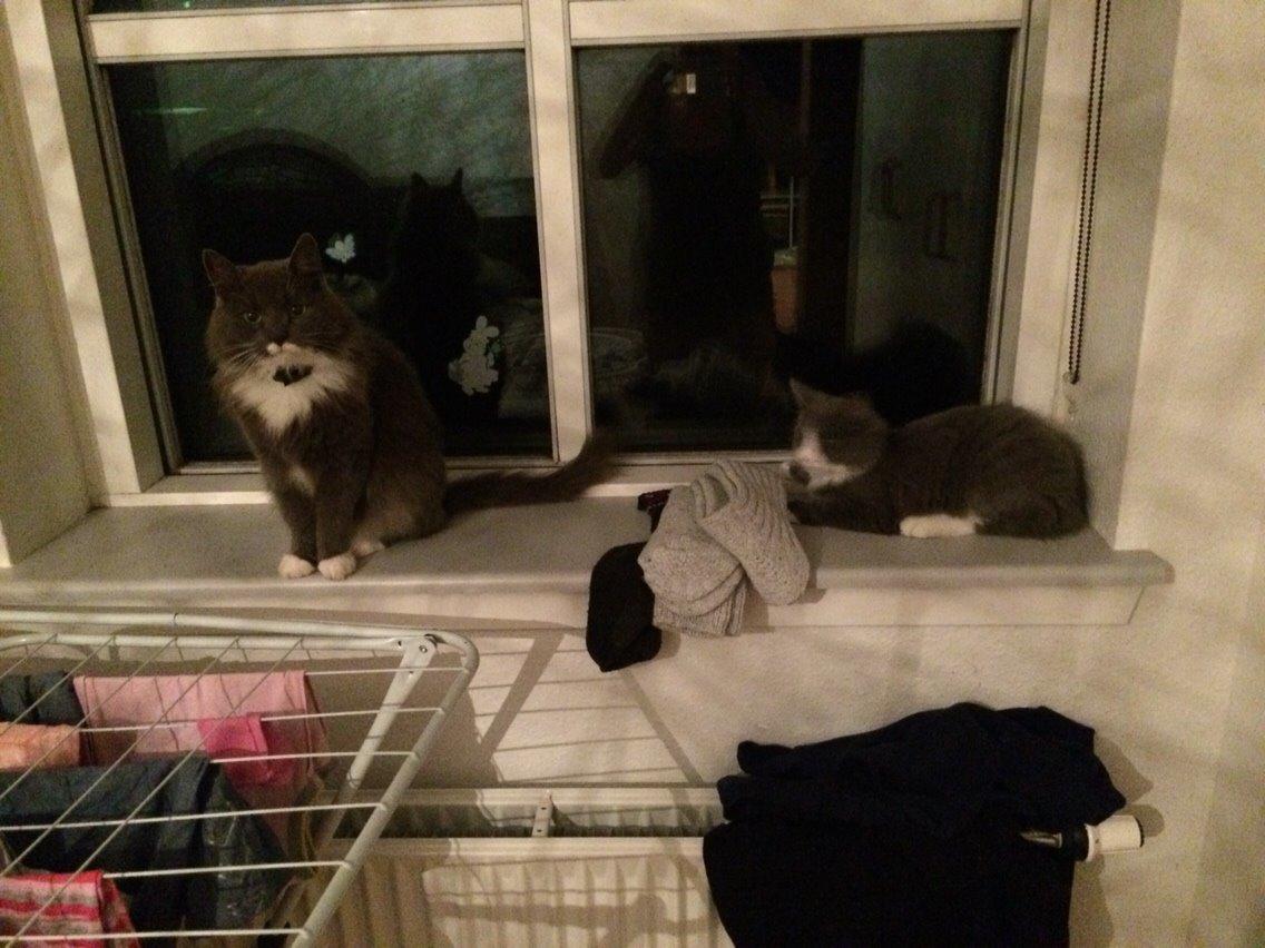 Blanding af racer Luna <3 billede 12