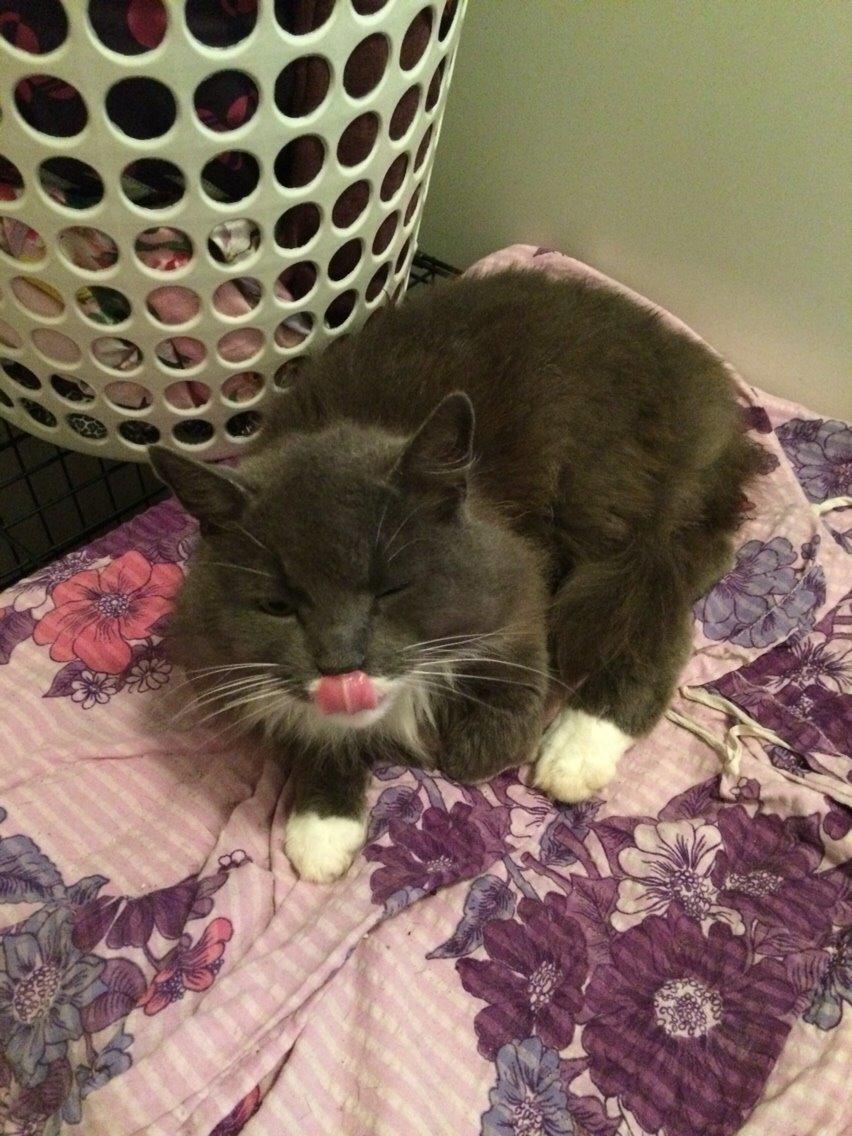 Blanding af racer Luna <3 billede 11