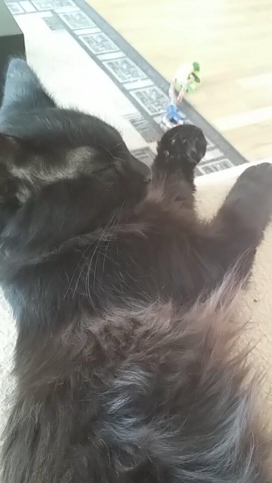 Blanding af racer No name (kaldet Missen) billede 7