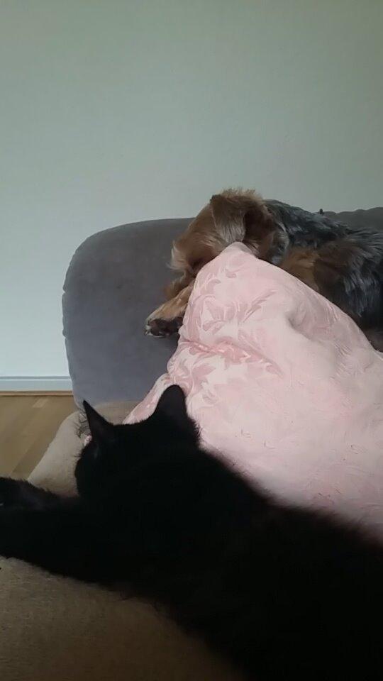 Blanding af racer No name (kaldet Missen) billede 8