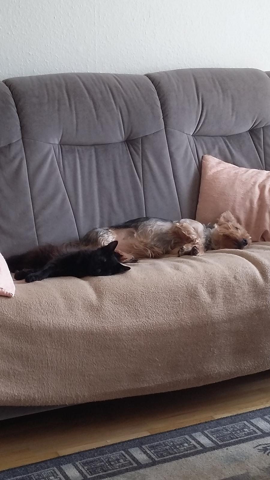 Blanding af racer No name (kaldet Missen) billede 9