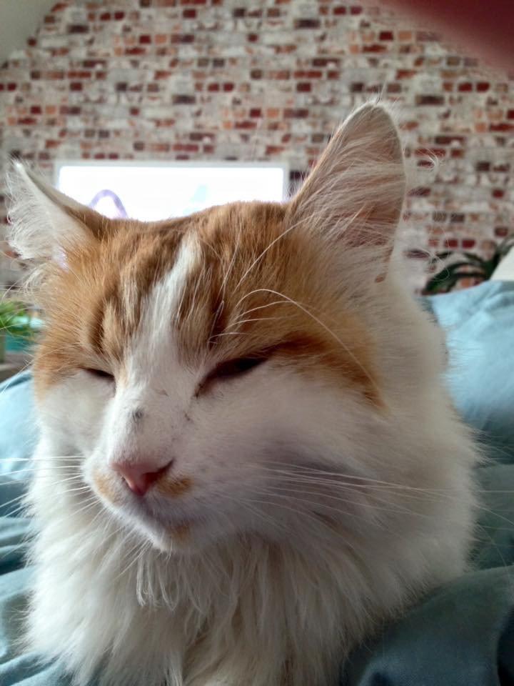 Blanding af racer Fluffy  billede 3
