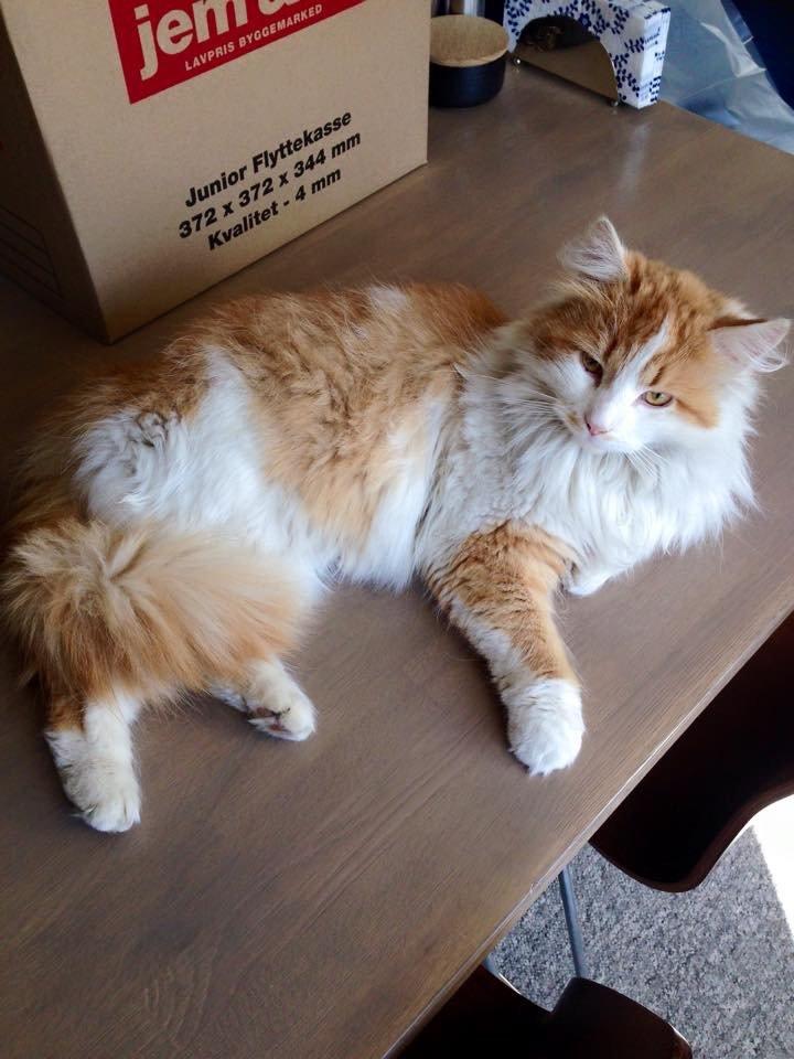 Blanding af racer Fluffy  billede 5