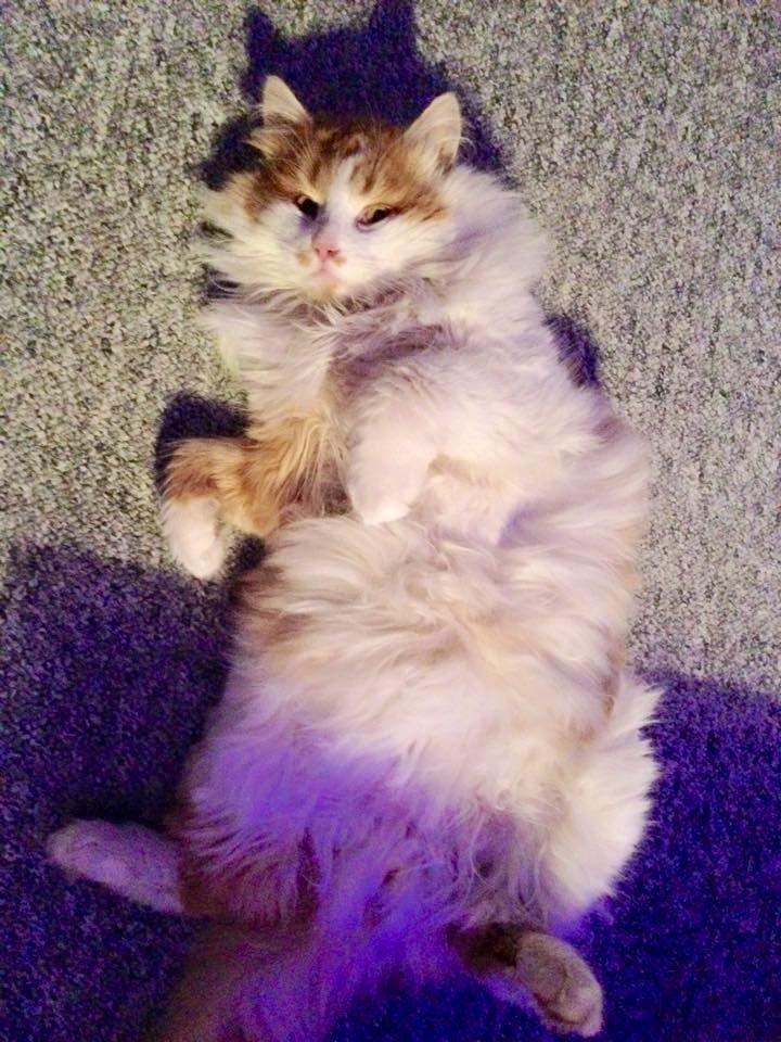 Blanding af racer Fluffy  billede 8