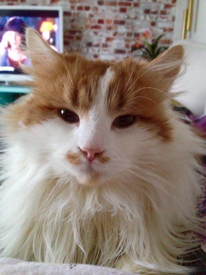 Blanding af racer Fluffy  billede 7