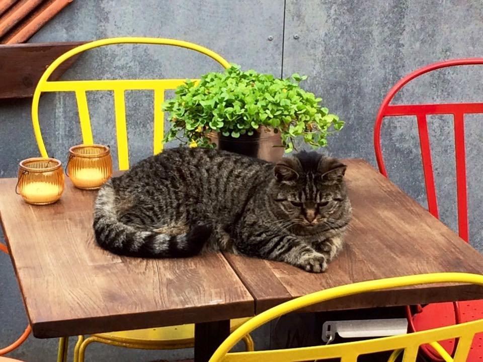 Blanding af racer ''Hugh Hefner'' billede 21