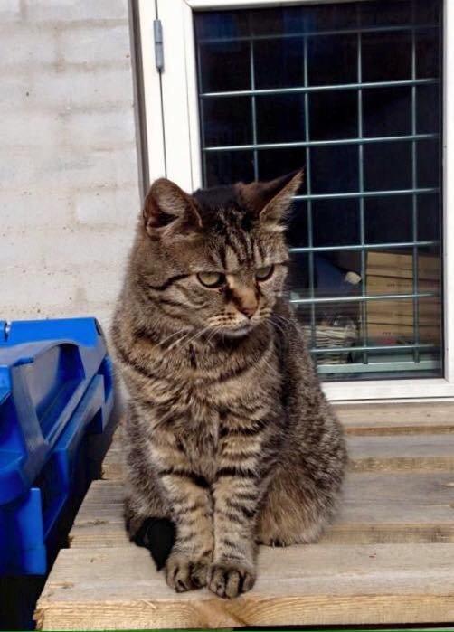 Blanding af racer ''Hugh Hefner'' billede 22