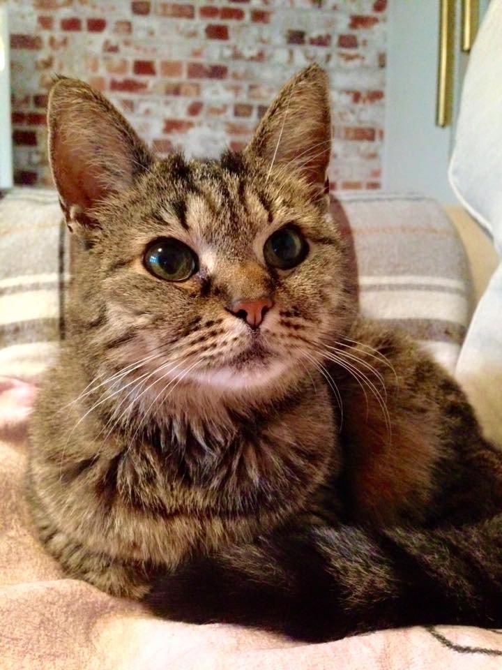 Blanding af racer ''Hugh Hefner'' billede 23