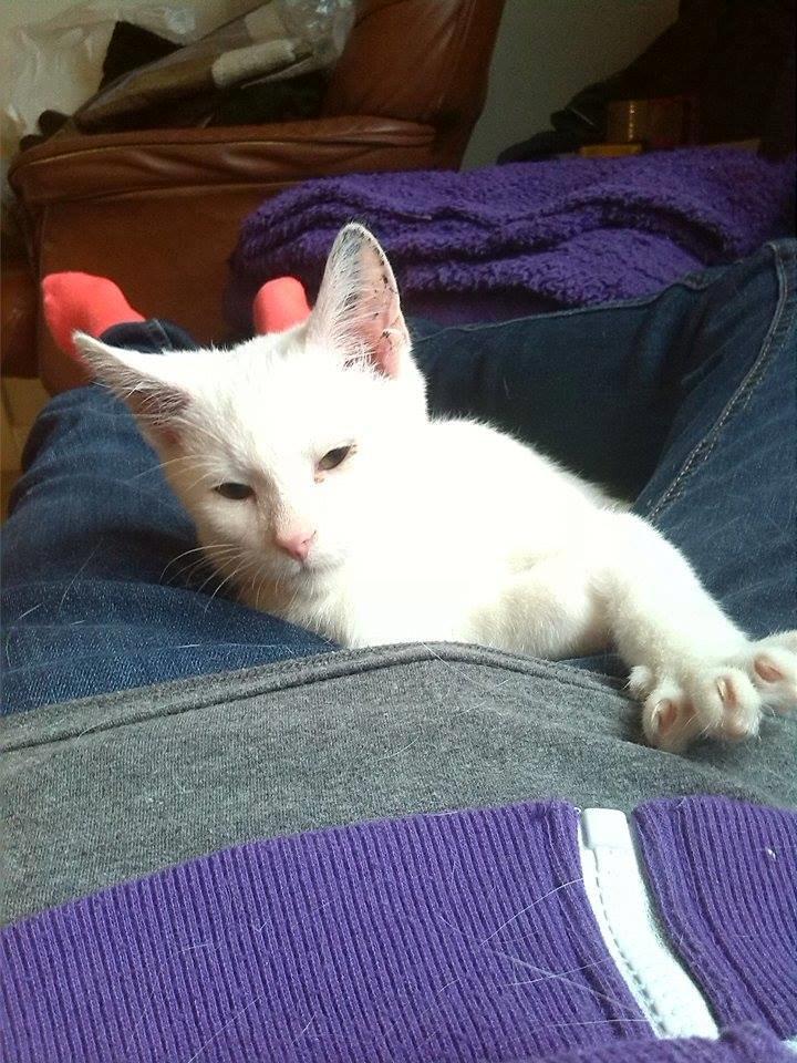 Huskat Jay billede 1