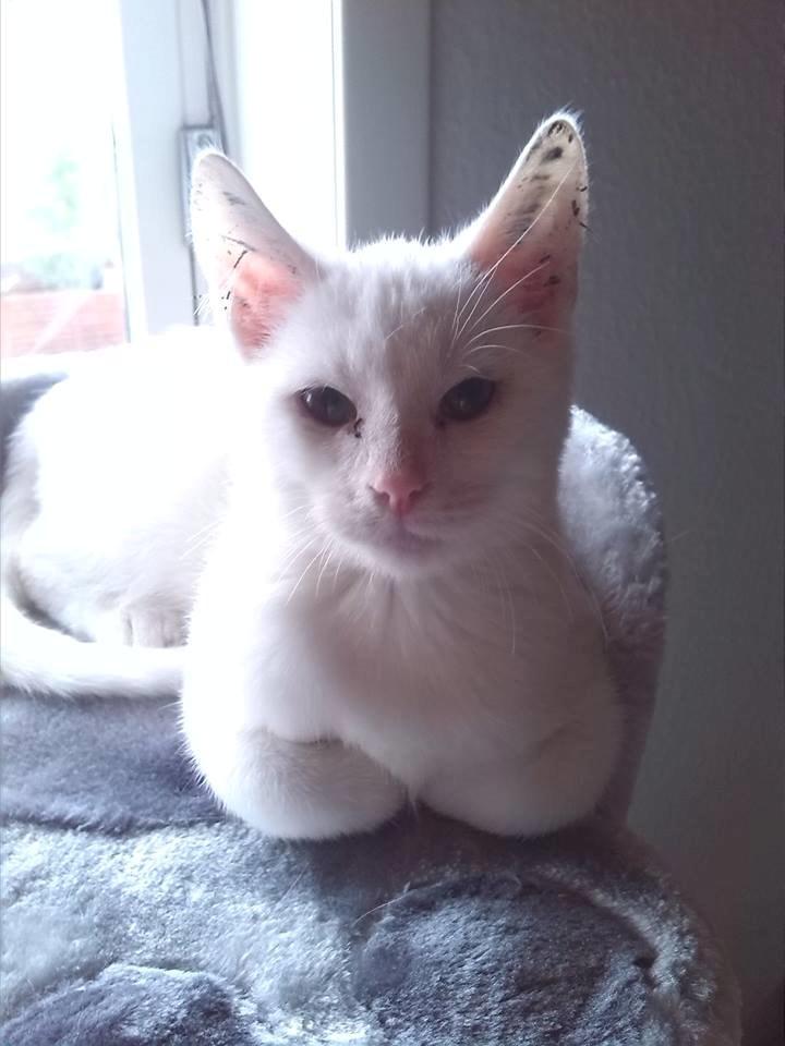 Huskat Jay billede 2