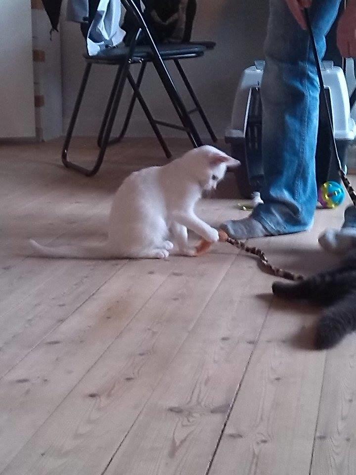 Huskat Jay billede 3