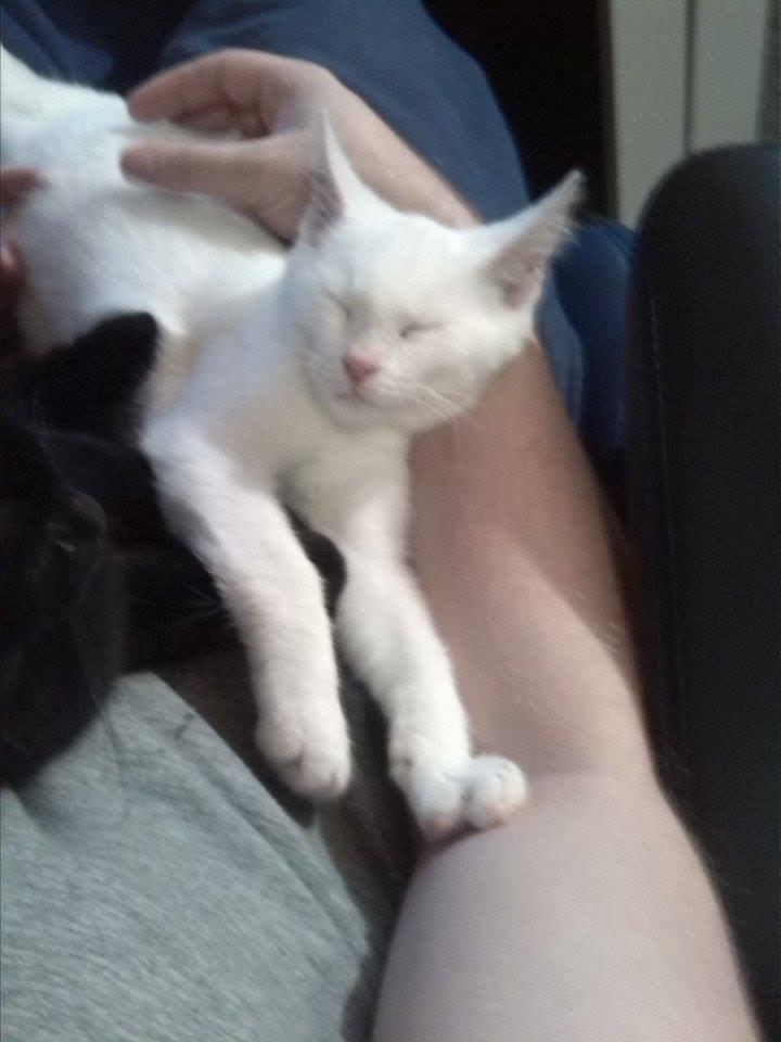 Huskat Jay billede 4