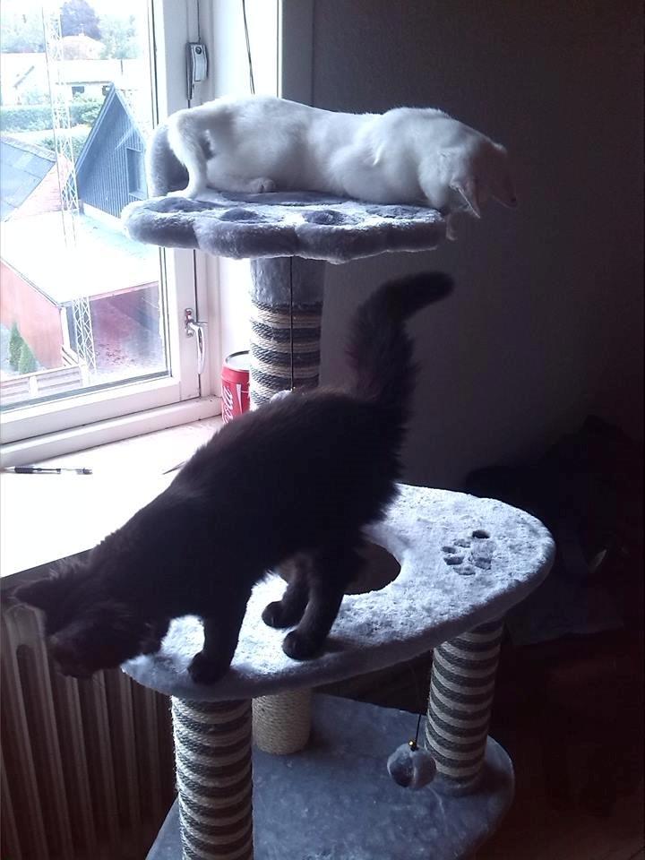 Huskat Jay billede 5