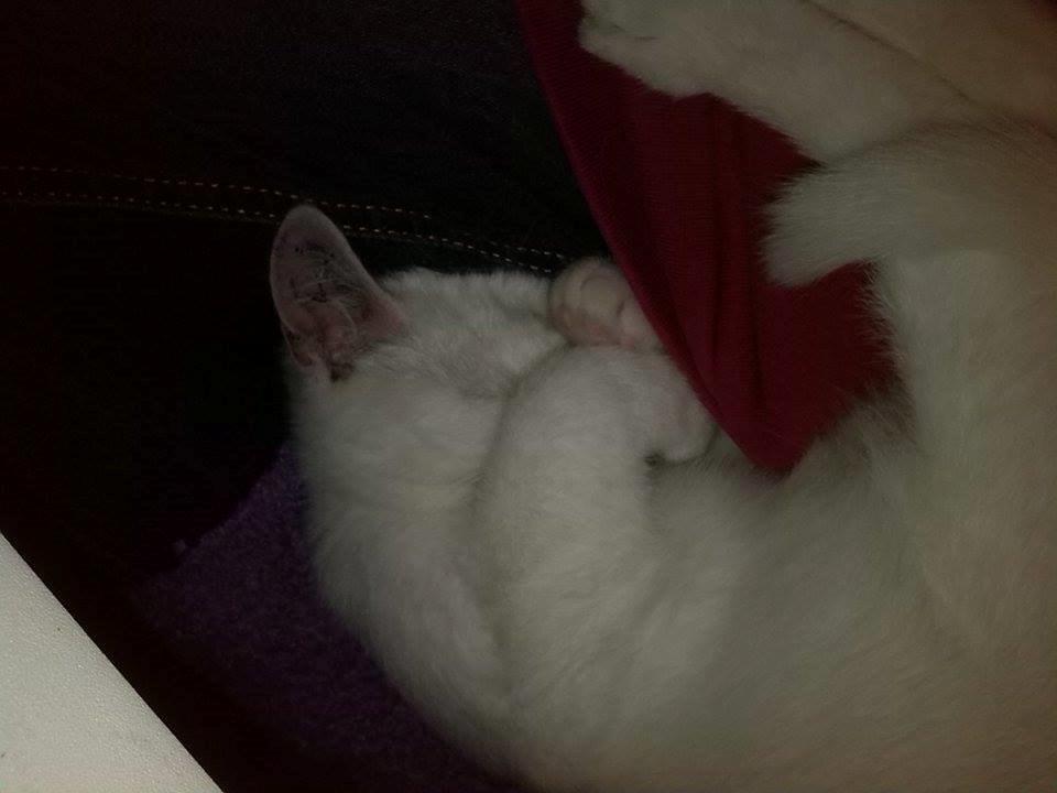 Huskat Jay billede 6