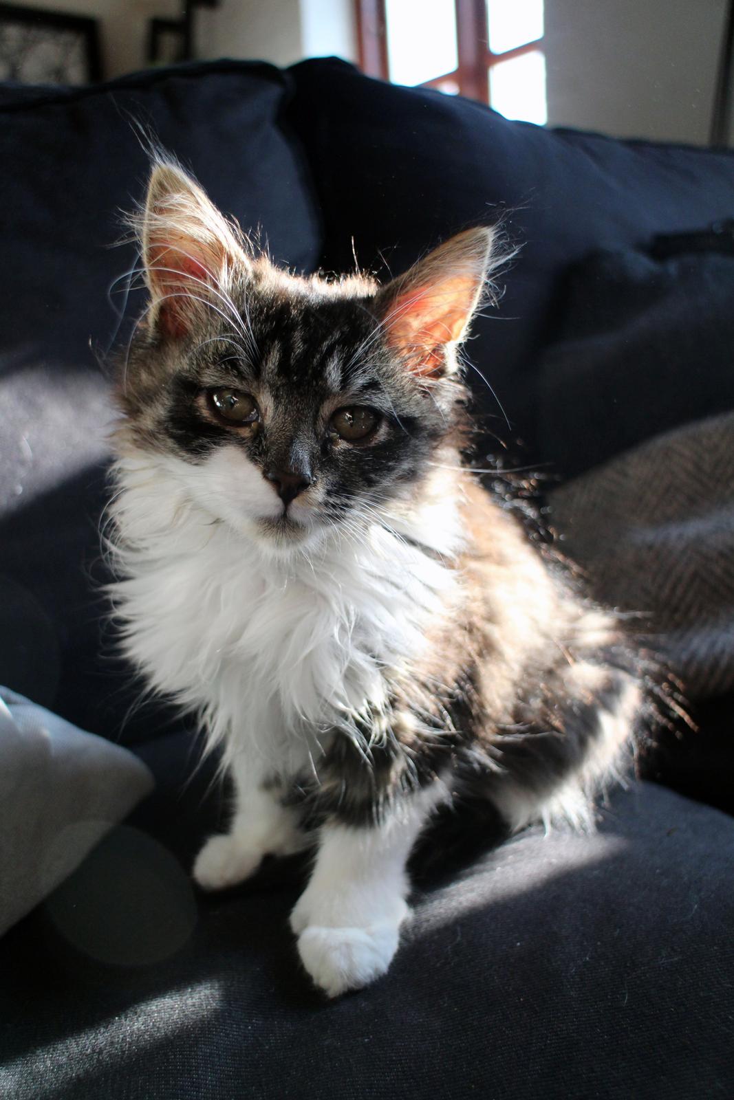 Blanding af racer Harley billede 8