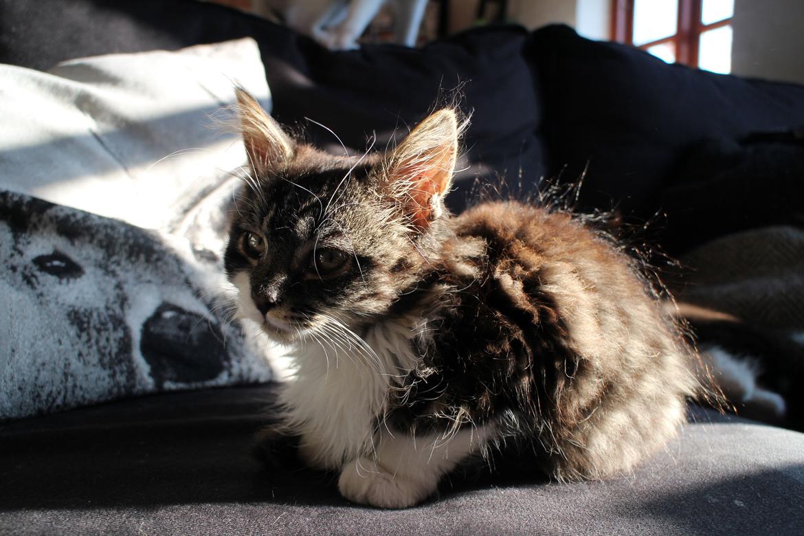 Blanding af racer Harley billede 18